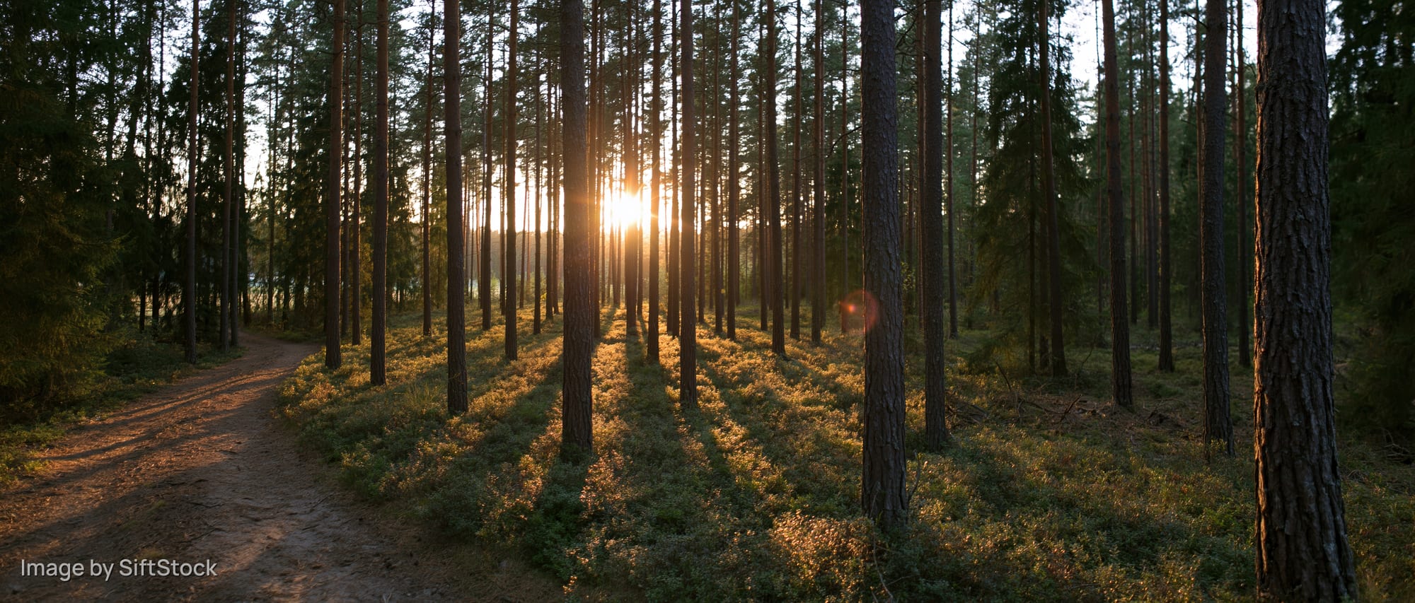 Sun setting between tall pine trees in a forest with a winding dirt path through the undergrowth