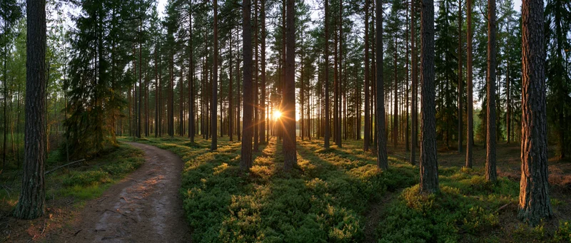 Sunburst between tall pine trees along a winding forest path at golden hour