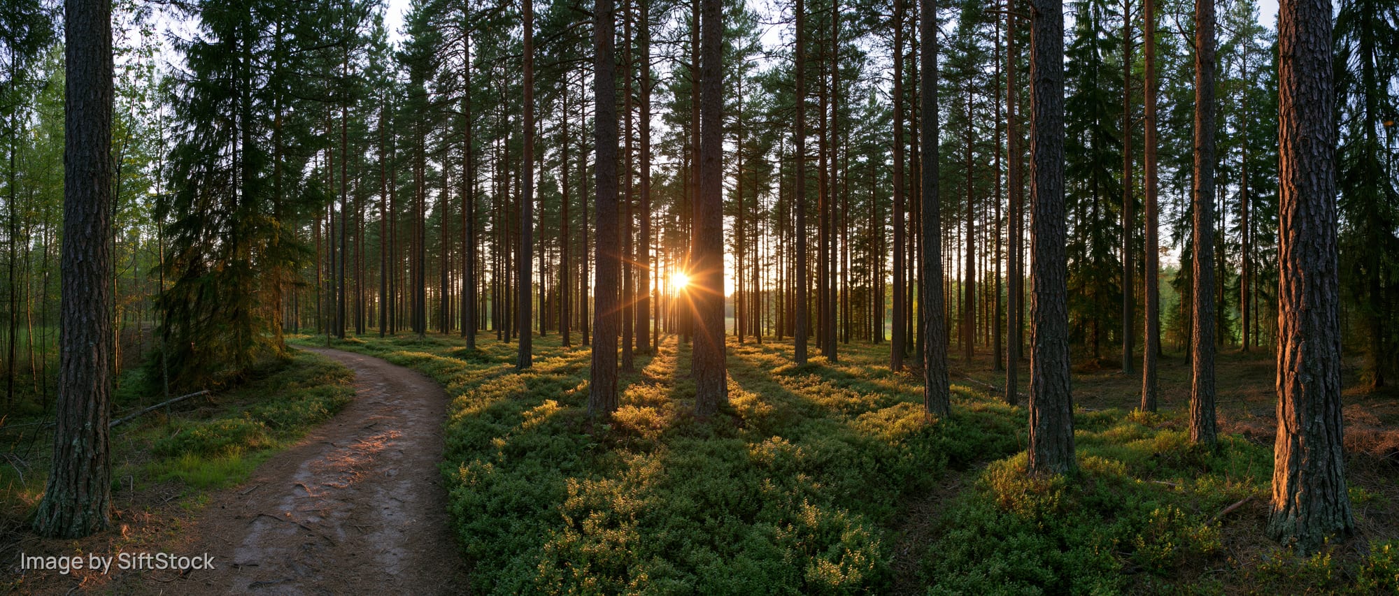 Sunburst between tall pine trees along a winding forest path at golden hour