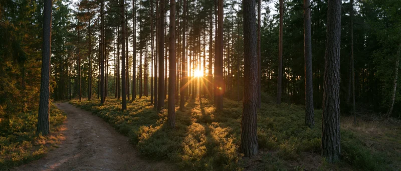 Sunburst through tall pine trees at golden hour along a winding forest path