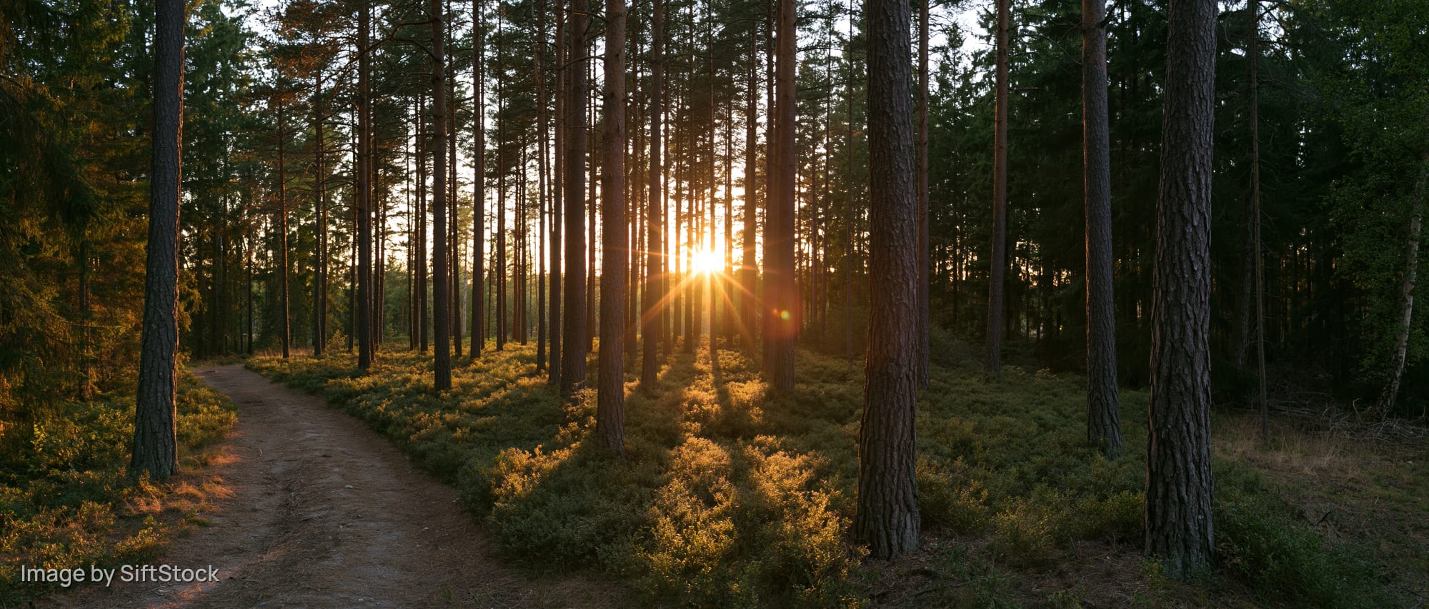 Sunburst through tall pine trees at golden hour along a winding forest path