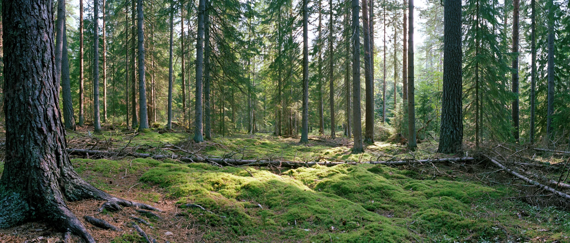 Dense spruce and pine forest with moss-covered ground and dappled sunlight filtering through the canopy