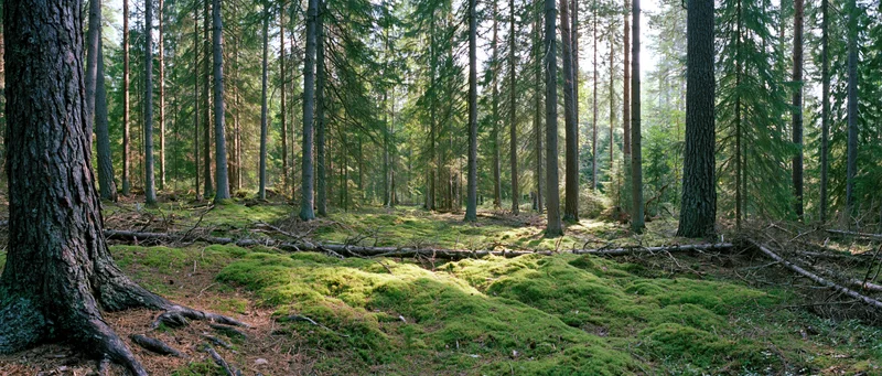 Dense spruce and pine forest with moss-covered ground and dappled sunlight filtering through the canopy