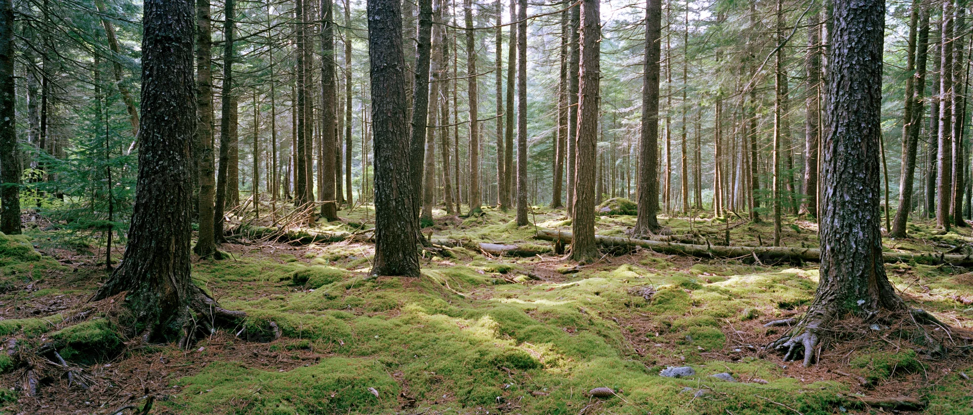 Tall spruce and pine trees in a moss-covered forest interior