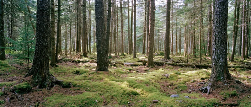 Tall spruce and pine trees in a moss-covered forest interior