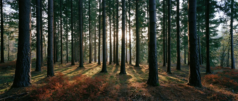 Tall spruce trees in a forest with morning sunlight filtering through the canopy onto the mossy ground