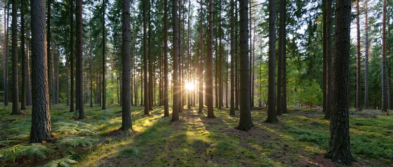 Sunburst shining through tall spruce trees in a forest clearing at dawn