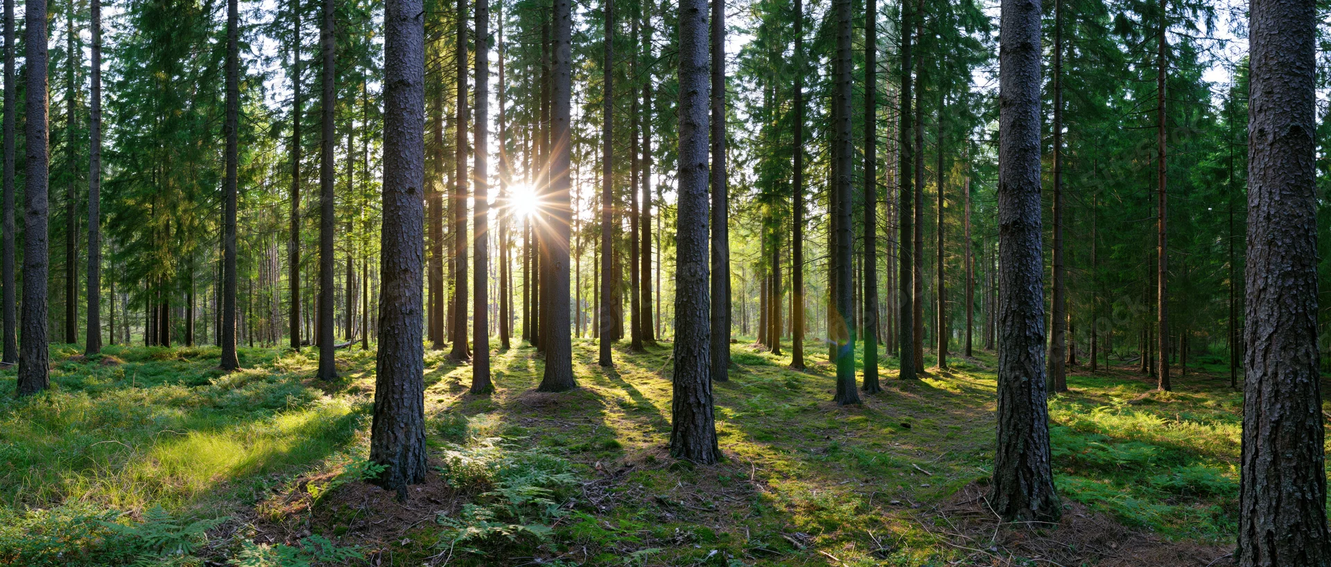 Sunburst shining through tall spruce trees in a dense forest with mossy ground cover