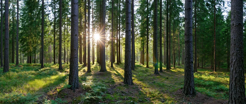 Sunburst shining through tall spruce trees in a dense forest with mossy ground cover