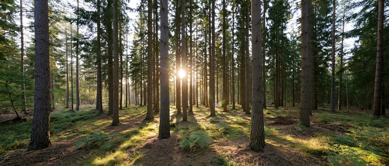 Sunburst between tall spruce trees in a dense forest at dawn