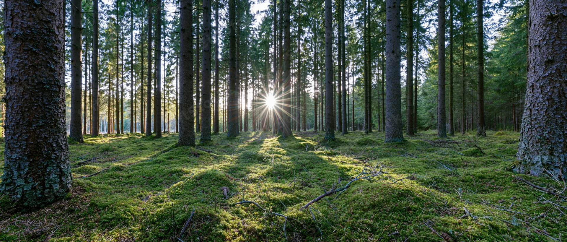 Sunburst shining through tall spruce trees over mossy forest floor in morning light