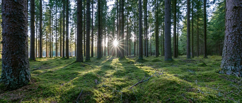 Sunburst shining through tall spruce trees over mossy forest floor in morning light