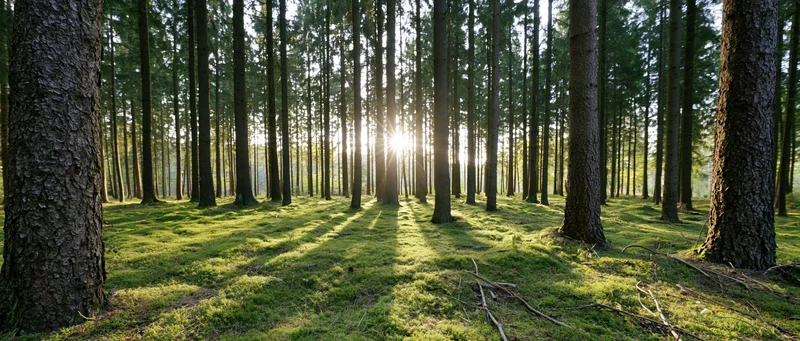 Sunlight breaking through tall spruce trees over mossy forest floor in morning light