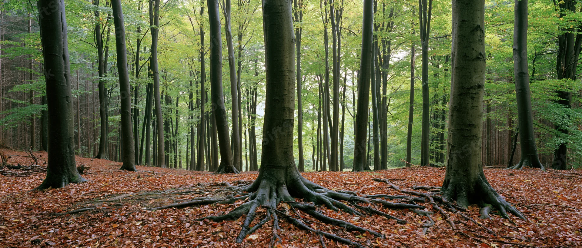 Tall beech trees with exposed roots in a temperate forest during early autumn