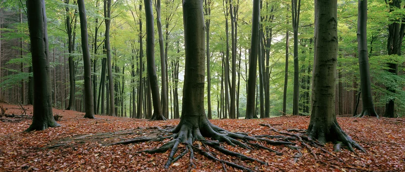 Tall beech trees with exposed roots in a temperate forest during early autumn
