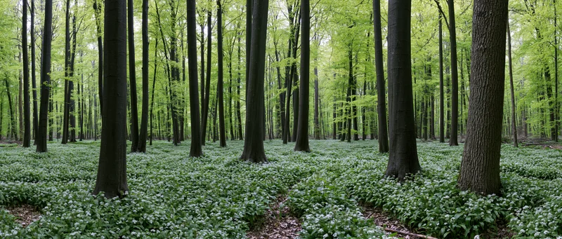 Dense beech forest in early spring with white wildflowers covering the forest floor