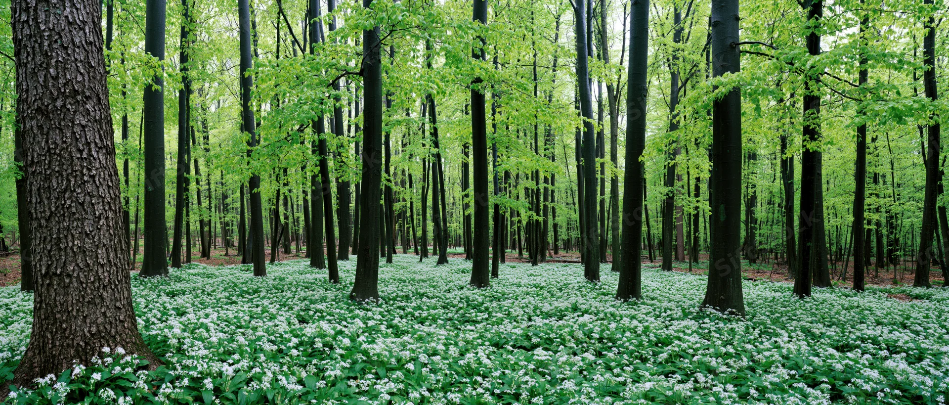 Dense beech forest in early spring with white flowers covering the forest floor