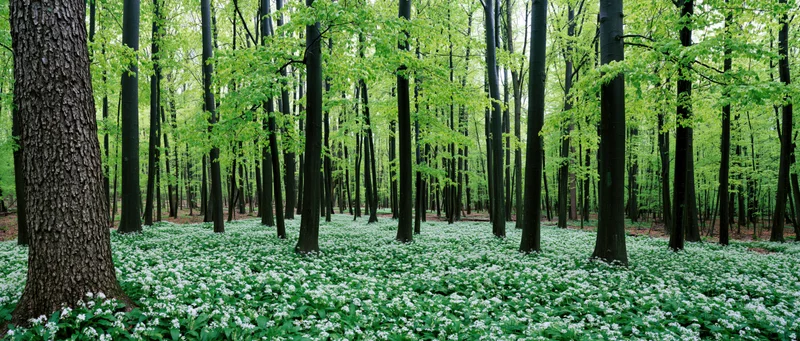 Dense beech forest in early spring with white flowers covering the forest floor