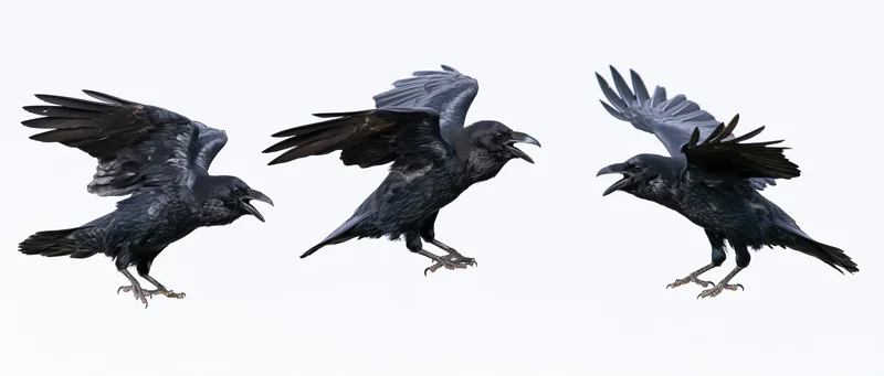 Three ravens in mid-flight with wings spread against a white background