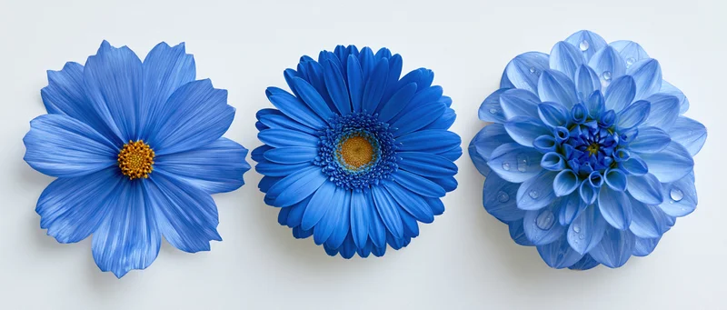 Three blue flowers arranged side by side on a white background