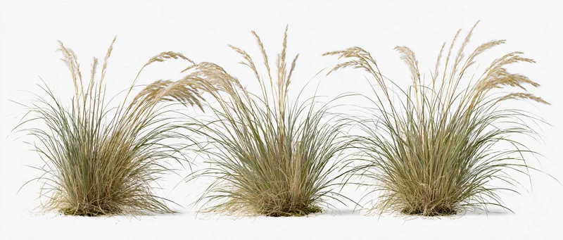 Three clumps of ornamental bunch grass with wispy seed heads isolated on white background