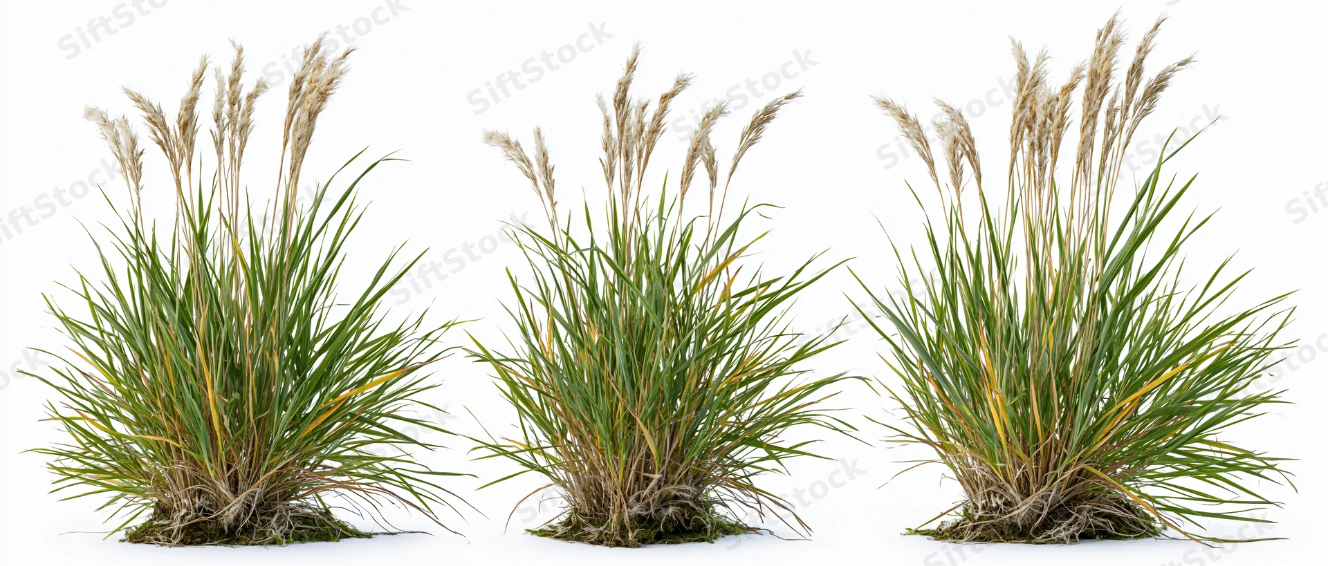 Three clumps of tall wild grass with seed heads on white background