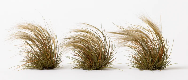 Three clumps of ornamental grass arranged in a row against a white background