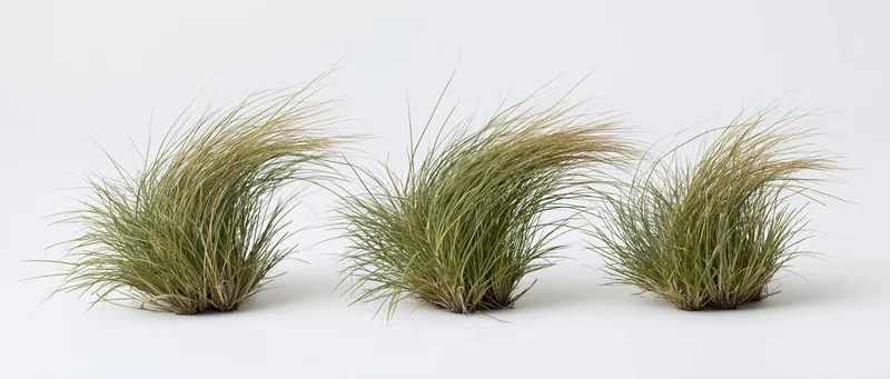 Three clumps of ornamental grass arranged in a row against a white background