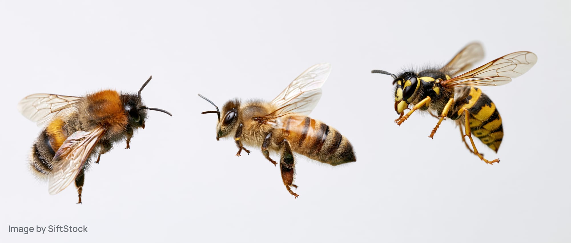Three flying insects — a bee, a honeybee, and a wasp — isolated on white background