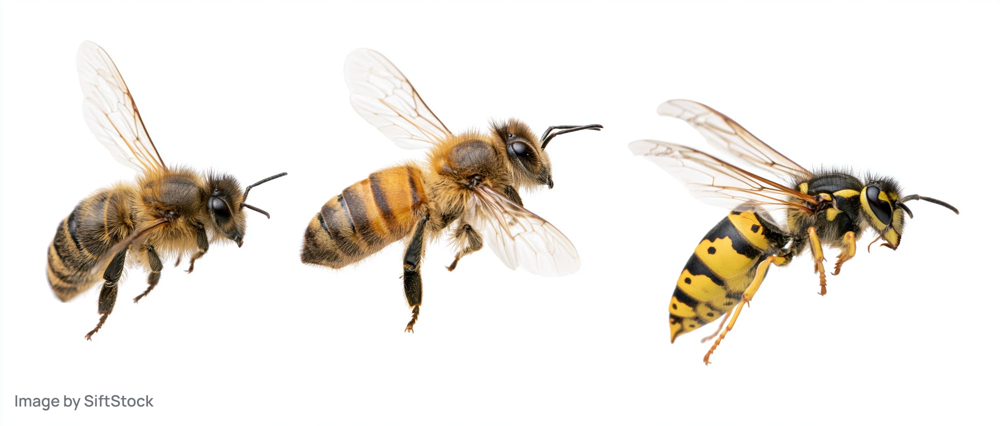 Three flying insects side by side on white background