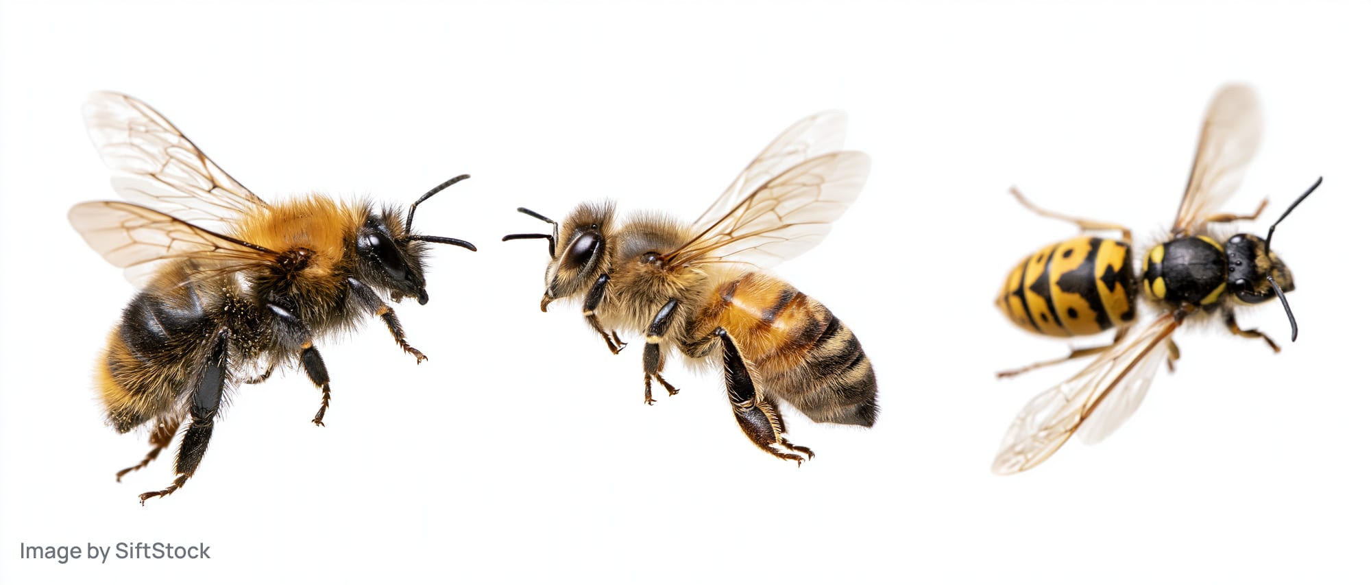 Three flying insects — a bee, a honeybee, and a wasp — isolated on white background