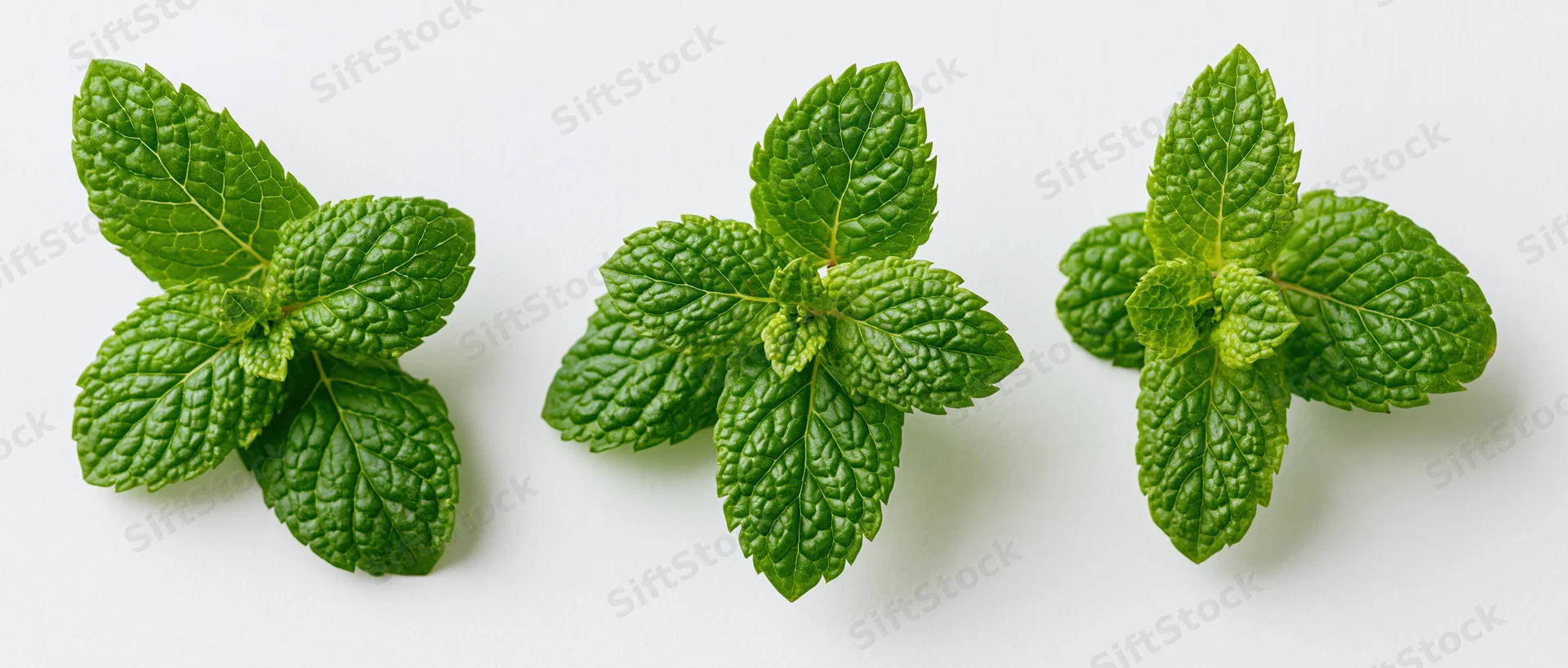 Three fresh mint leaf clusters arranged in a row on a white background