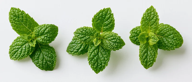 Three fresh mint leaf clusters arranged in a row on a white background