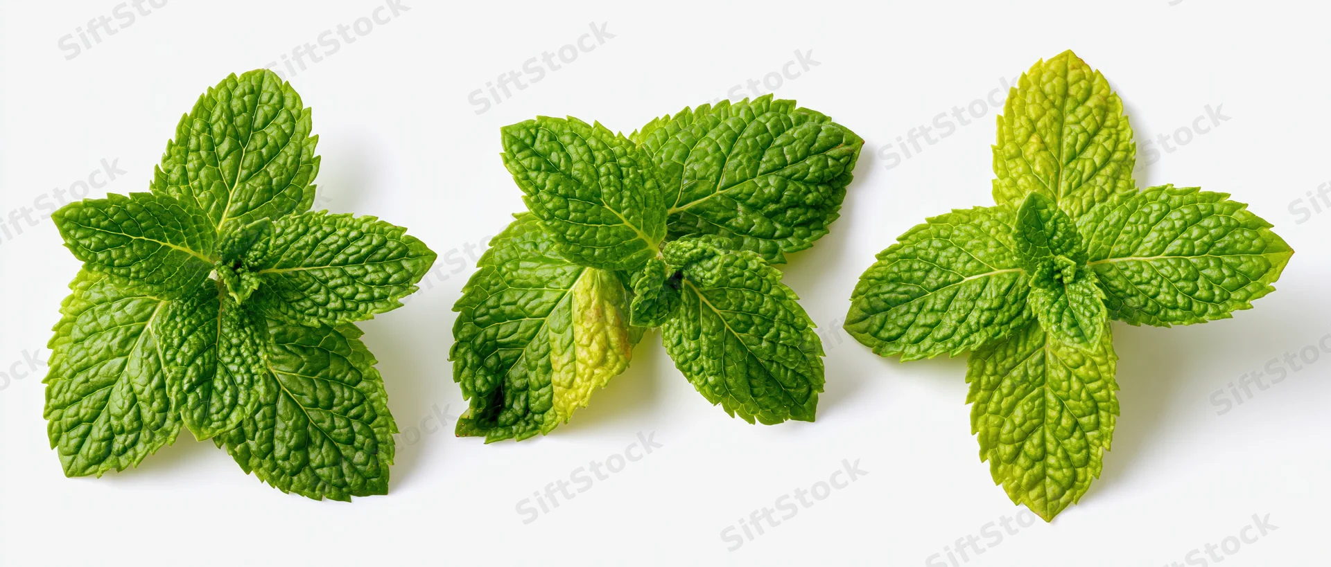 Three fresh mint leaf clusters arranged in a row on a white background