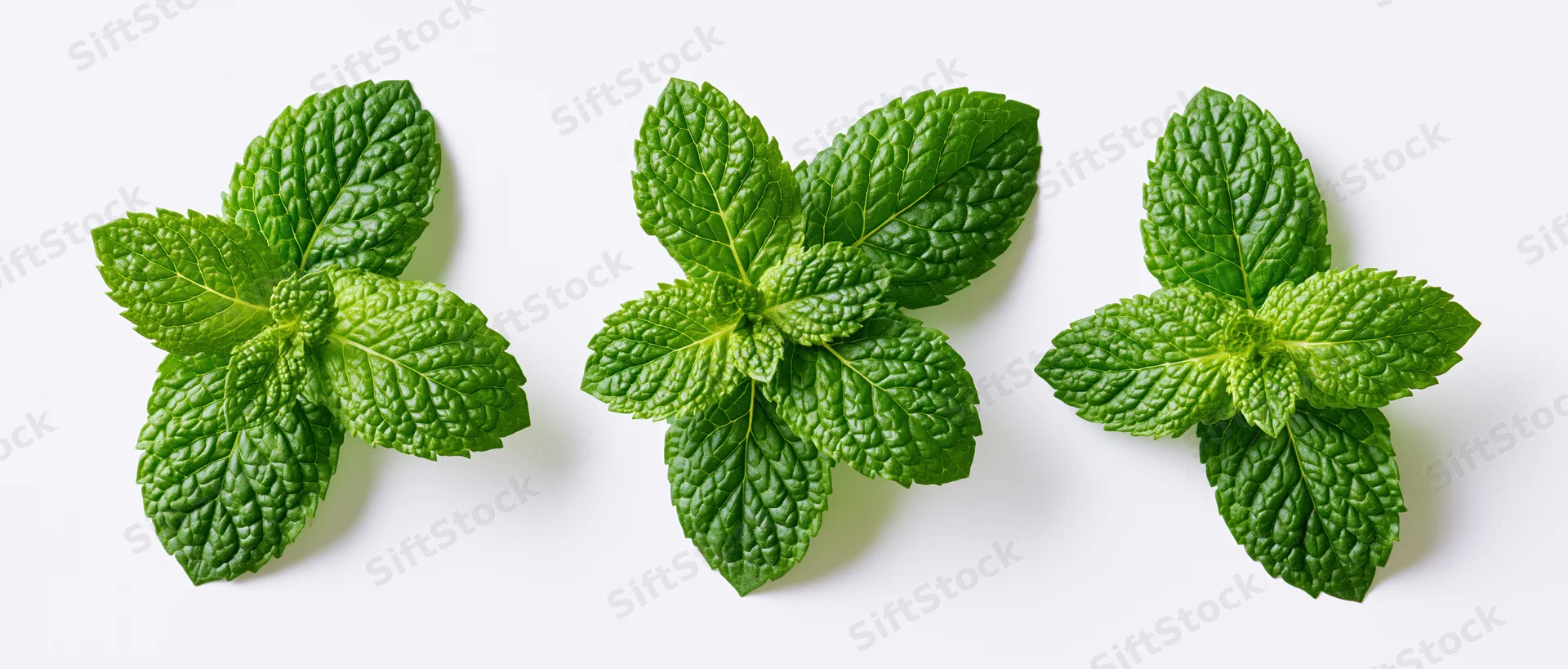 Three fresh mint leaf clusters arranged in a row on a white background