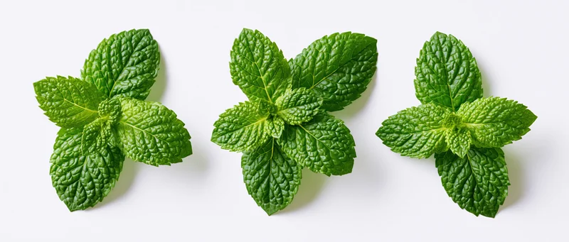 Three fresh mint leaf clusters arranged in a row on a white background