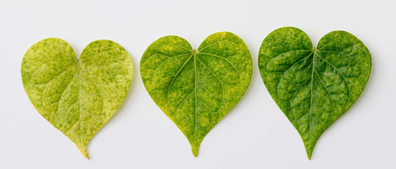 Three heart-shaped green leaves arranged in a horizontal row on white background