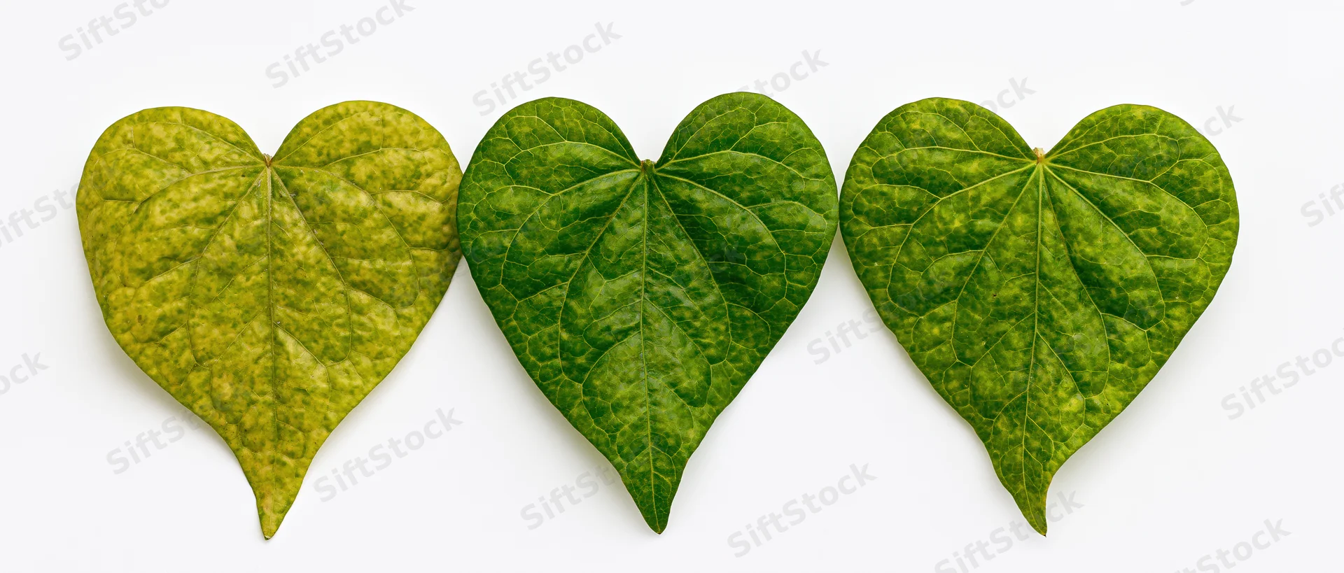 Three heart-shaped green leaves arranged in a horizontal row on white background