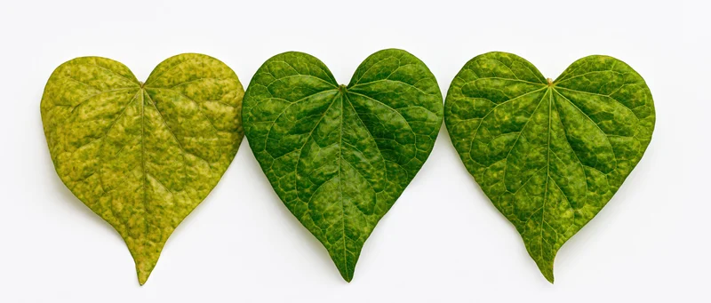 Three heart-shaped green leaves arranged in a horizontal row on white background