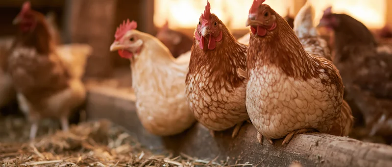 Hens perched on a wooden ledge inside a chicken coop