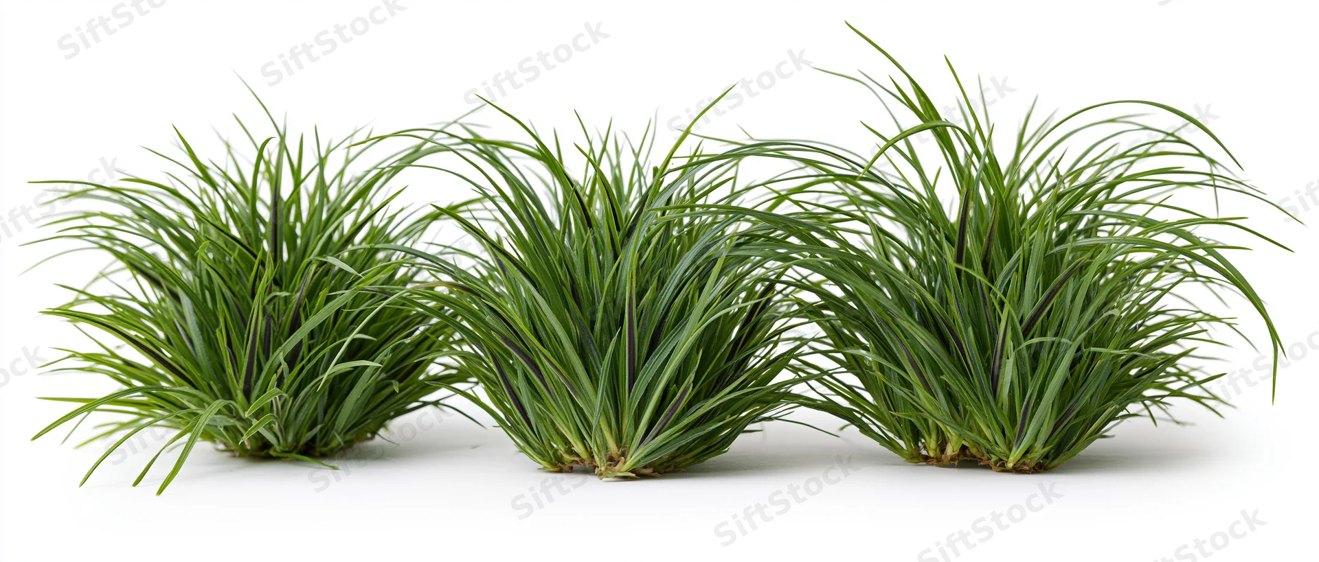 Three clumps of ornamental grass arranged side by side on white background
