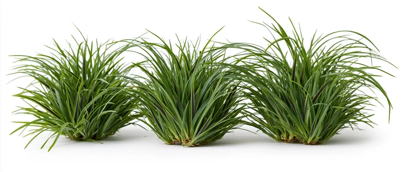 Three clumps of ornamental grass arranged side by side on white background