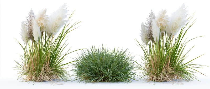 Three ornamental grass clumps arranged side by side on white background