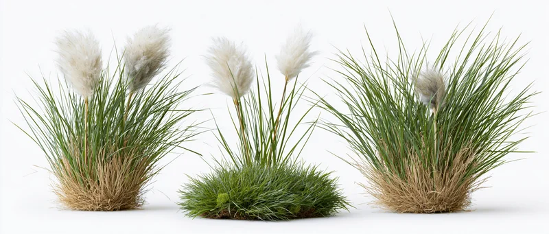 Three ornamental grass clumps arranged side by side on white background