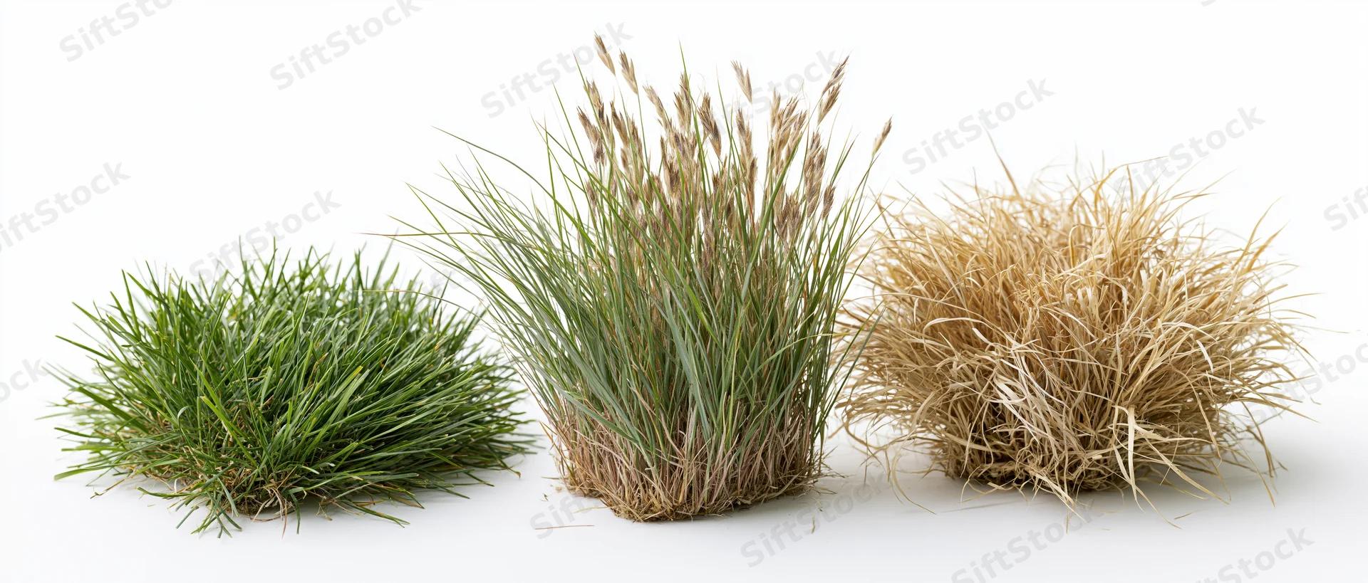Three wild grass clumps in different growth stages arranged side by side on white background