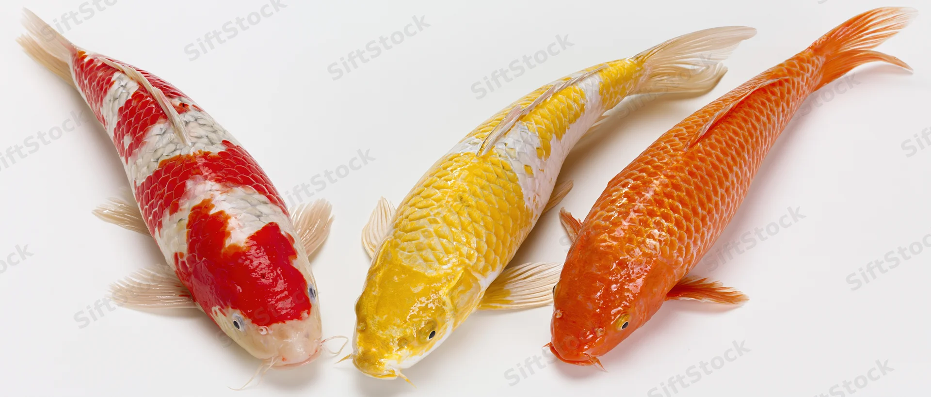 Three koi fish swimming side by side on white background