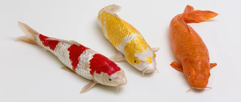 Three koi fish swimming side by side on white background