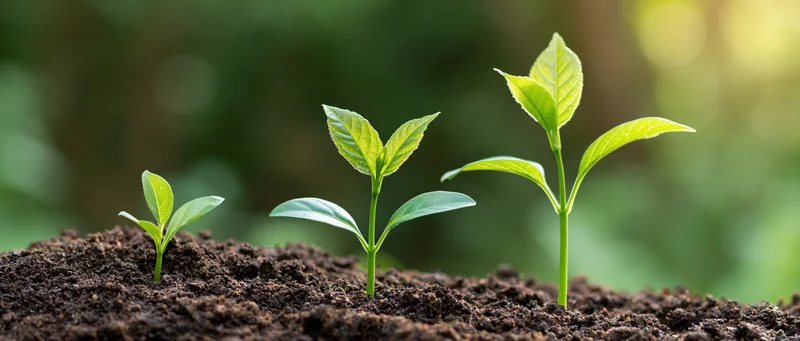 Three seedlings in progressive growth stages emerging from soil in a garden setting