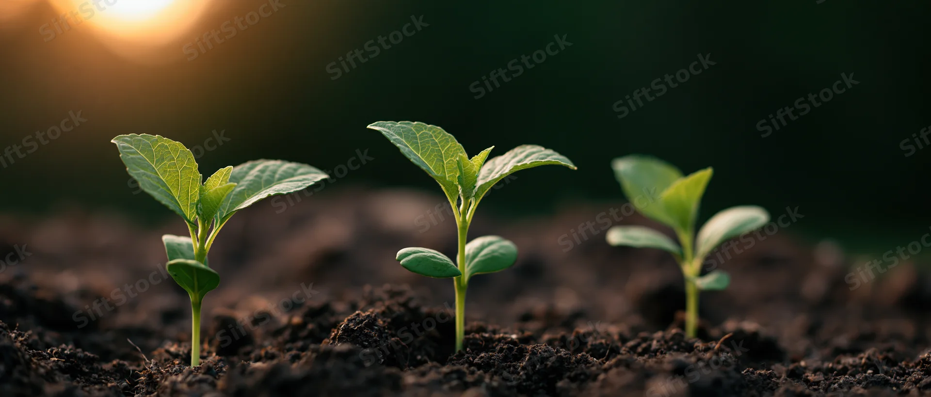 Three seedlings in stages of growth emerging from soil at sunrise