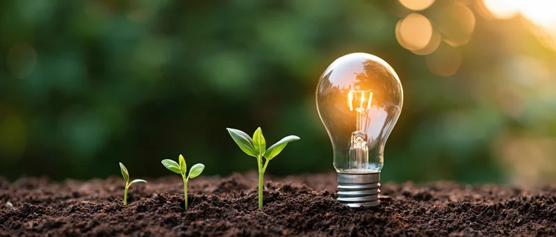 Three seedlings growing in soil beside a glowing lightbulb outdoors